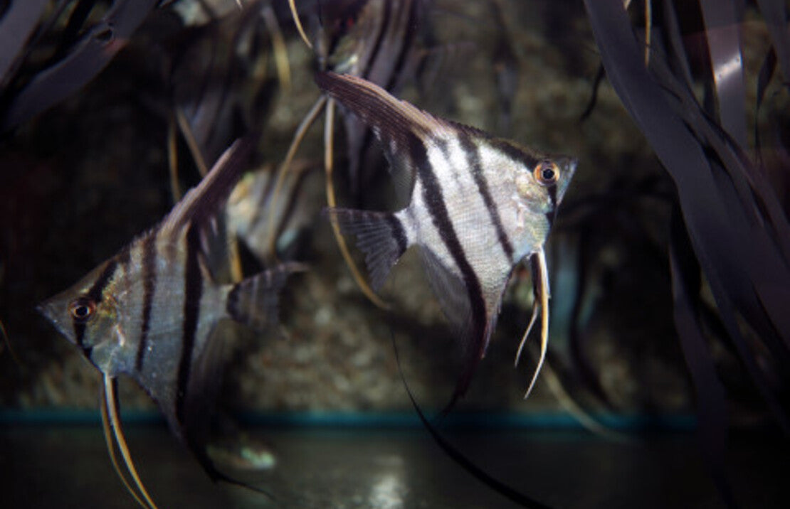 P. scalare Colombia M Maanvis Colombia