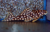 L082 Scobiancistrus SP S L082 Opal Spot Pleco
