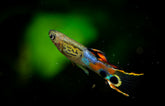 Poecilia Wingei Snakeskin Campoma M Endler Gup Snakeskin Campoma