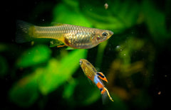 Poecilia Wingei Snakeskin Campoma M Endler Gup Snakeskin Campoma