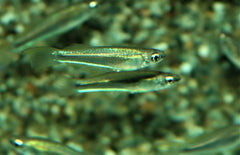 Plataplochilus Sp. Mayombe M Lichtoogje Mayombe