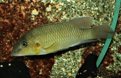 Chromidotilapia Mamonekenei M Cichlide Mamonekenei