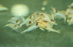 Caridina Cf. Babaulti Stripes M Albino Zebra Garnaal