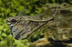 Carnegiella strigata strigata Guyana