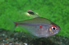 Hyphessobrycon Socolofi M Bloedvlektetra Brazilie