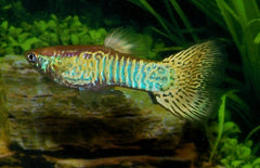 Poecilia reticulata Gup Man Snakeskin Geel