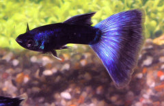 Poecilia reticulata Gup Man Pauw Blauw