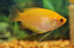 Colisa Chuna Gold Honinggoerami Goud