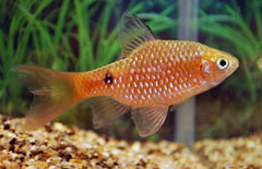 Pethia Conchonius Long Fin M Prachtbarbeel Sluier