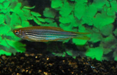 Danio Kyathit Fire Ring