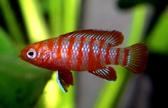 Dario dario M Bengaals Vuurtje