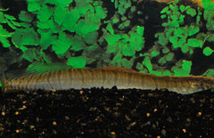 Macrognathus Zebrinus Zebra Stekelaal