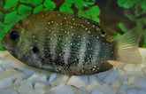 Etroplus Suratensis M Groene Chroom Cichlide