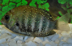 Etroplus Suratensis M Groene Chroom Cichlide