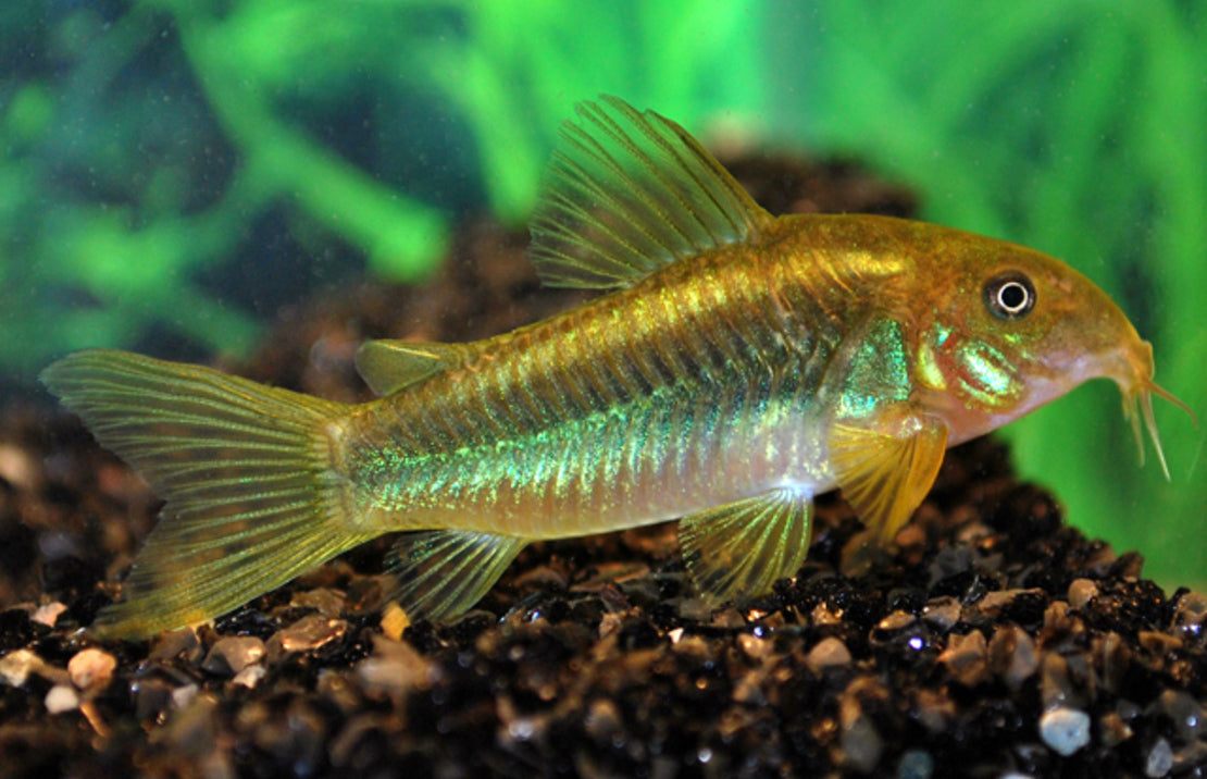 Corydoras Aeneus Peru Green Stripe L Pantsermeerval Peru Green Stripe