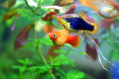 Xiphophorus maculatus platy Tuxedo Goud