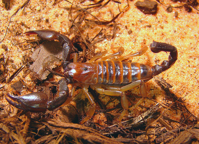 Opistophthalmus spp. Schorpioen