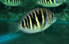 Etroplus Canarensis Parel Cichlide India