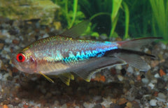 Nematobrycon lacortei-ampphiloxus Rainbow tetra
