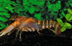 Cherax Pecknyi Blue Claw Zebrakreeft