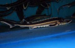 Diamantsteur Acipenser Gueldenstaedtii 20-25 cm