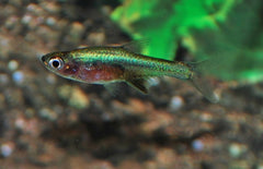 Rasbora Axelrodi
