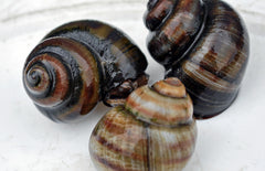 Viviparus Viviparus M Stompe Moerasslak