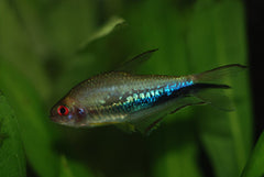 Nematobrycon lacortei-ampphiloxus Rainbow tetra