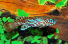 Nothobranchius Kilomberoensis