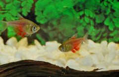 Hyphessobrycon Flammeus Oranje Rio