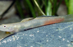 Lentipes Ikeae M Grondel Ikeae