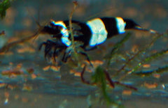 Caridina Cantonensis Blue Panda M Blue Panda Garnaal