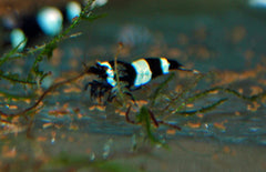 Caridina Cantonensis Blue Panda M Blue Panda Garnaal