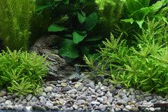 DENNERLE NATURAL GRAVEL OKAVANGO, 4-8 MM 5 KG