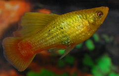 Xiphophorus maculatus platy Hoogvin Variatus Groen