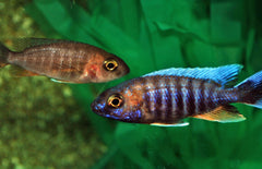 Aulonocara Eureka Super Red