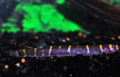 Pangio Alternans M Slangenvisje Alternans