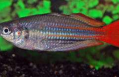 Melanotaenia Australis M Australis Regenboogvis