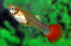 Poecilia reticulata Gup Tuxedo Red Female M