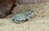 Bufo Alvarius Colorado Pad