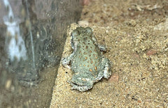 Bufo Alvarius Colorado Pad