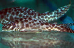 Lda030 Peckoltichthys Bachi M Lda030 Bola Peckoltia