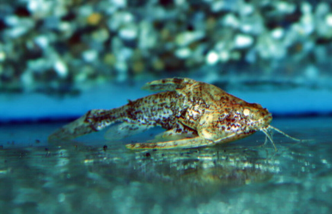 Physopyxis lyra M Robocopmeerval