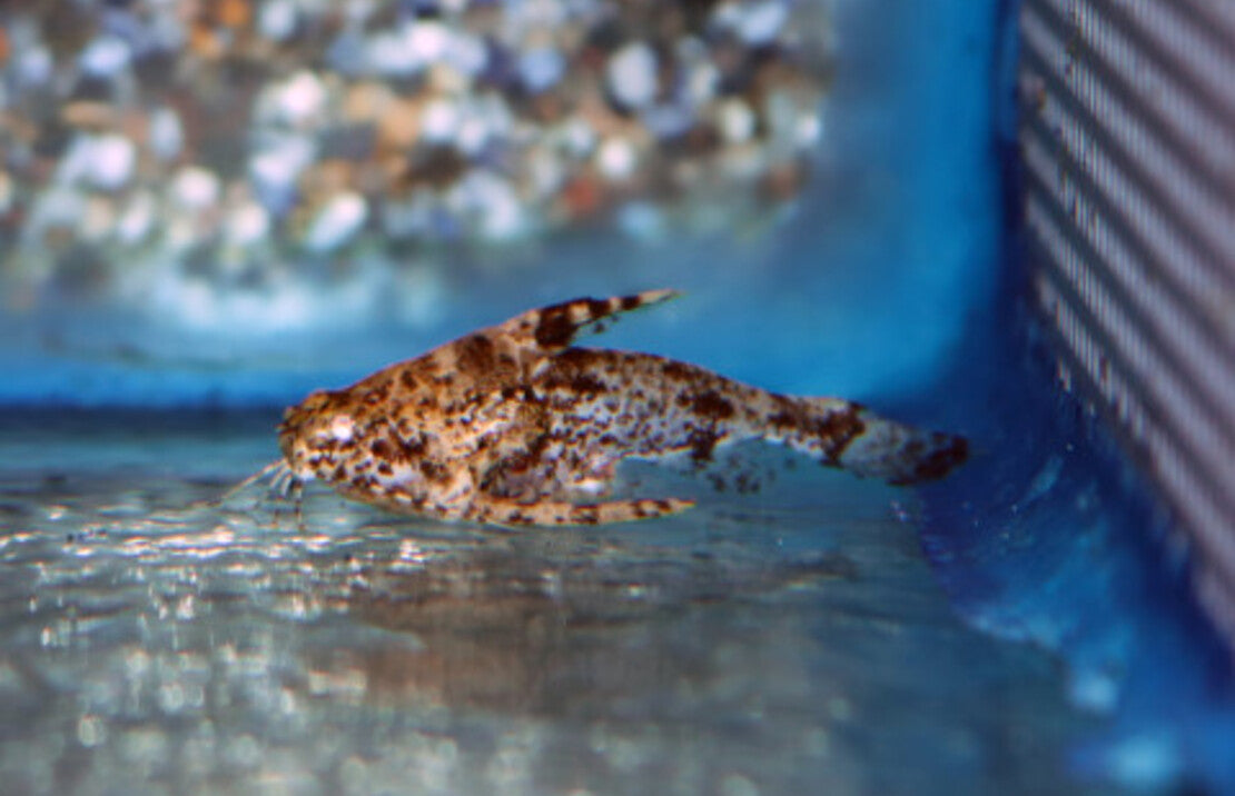 Physopyxis lyra M Robocopmeerval