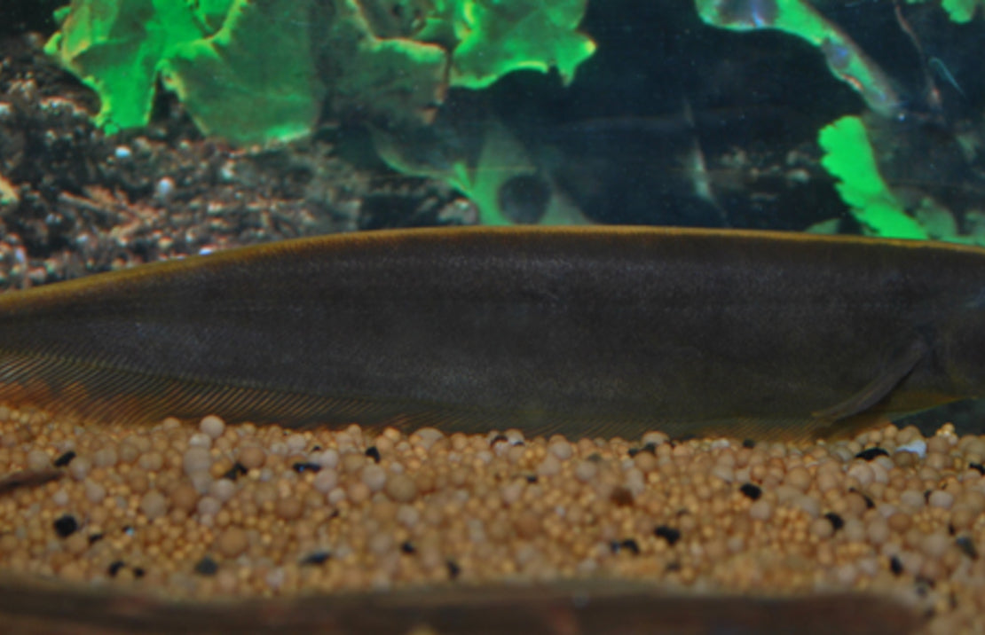 Apteronotus leptorhynchus M | Bruine Mesvis