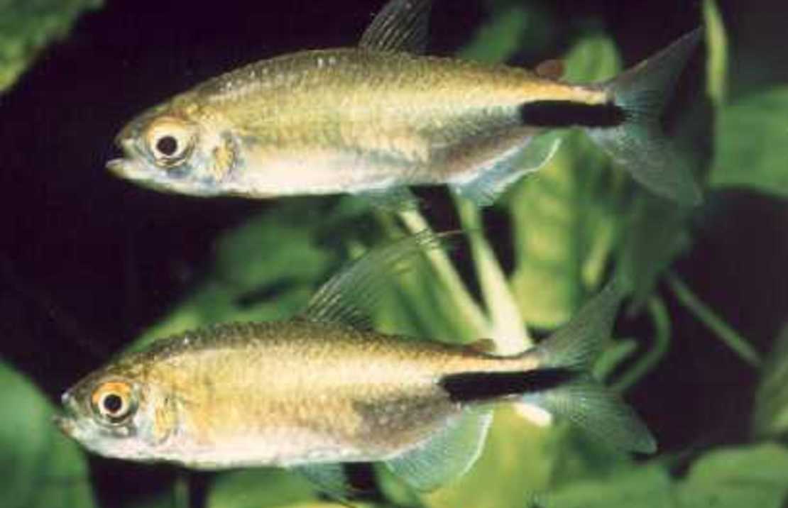 Brycinus Longipinnis M Geeloog Kongozalm