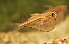 Carnegiella Marthae Bijlzalm Marthae