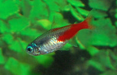 Paracheirodon Innesi (Neon Tetra Diamant)
