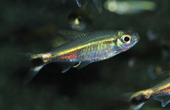 Hemigrammus hyanuary Groene Neon