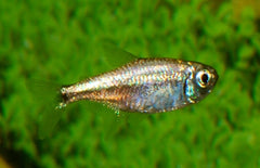 Hyphessobrycon Eos Goudtetra Colombia